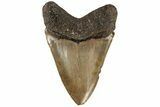 Serrated, 5.06" Fossil Megalodon Tooth - North Carolina - #199695-2